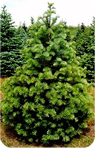concolor fir image