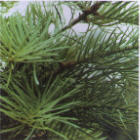 concolor branch image