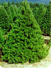scotch pine image