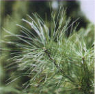 white pine branch image